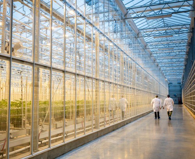 Medical cannabis facility