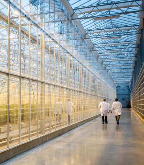 Medical cannabis facility